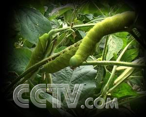 央视致富经栏目值钱的豆青虫_豆虫